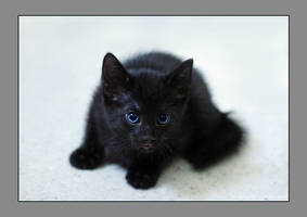 Little black kitten