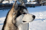 Oliver - Alaskan malamute by Medniex