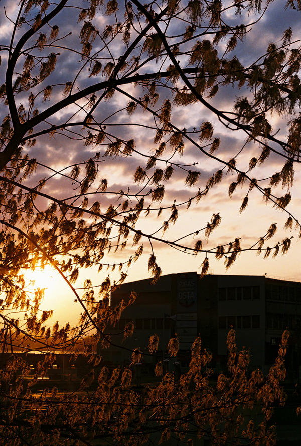 Spring Sunset