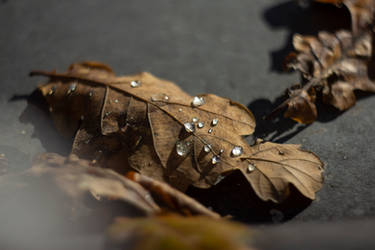 Autumn Tears