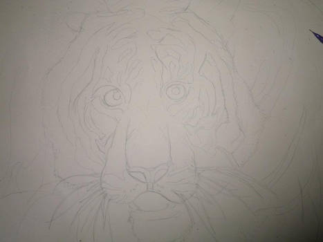 Tiger WIP