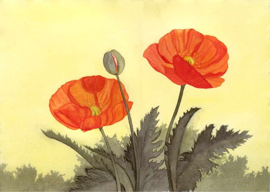 Poppies