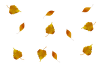 PNG hojas de otono 3