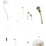 Diente de leon png