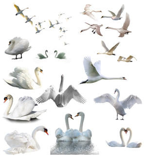 PNG Cisne White