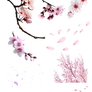 Flor de cerezo PNG