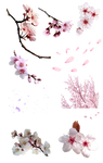 Flor de cerezo PNG