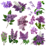 Flores Lilas PNG