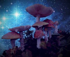 La manita muscaria y las estrellas