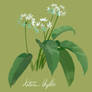 Allium ursinum - Baerlauch - ramsons