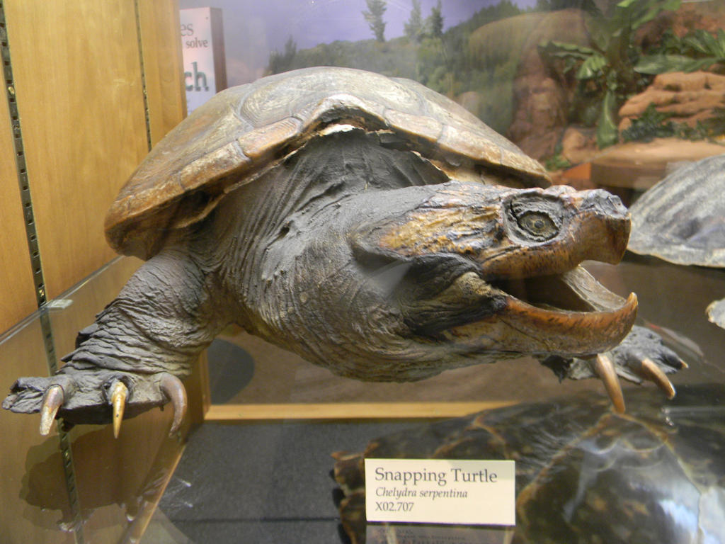 Snapping Turtle! by maybelle9681 on DeviantArt