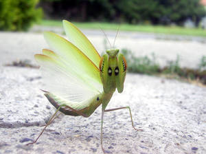 Praying Mantis