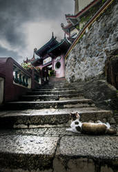 Temple Cat