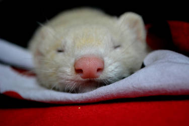 Ferret Booh sleeping