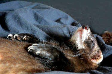 ferret orok sleeping