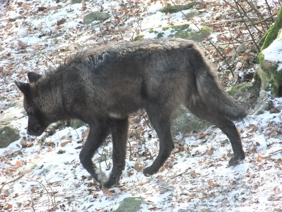 Black Wolf Walking