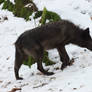 Black wolf Waking Stock