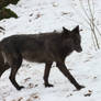 Black Wolf Walking Stock