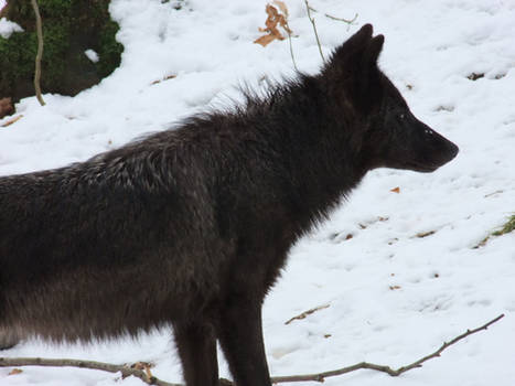 Black Wolf Head Stock