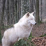 White wolf standing eyes closed stock