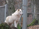 White wolf standing Stock