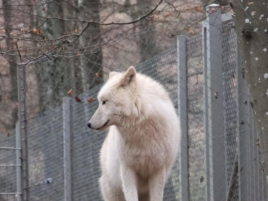 White wolf looking back standing Stock by AngelSTOCK22 on DeviantArt