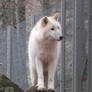 White wolf standing plus paws Stock