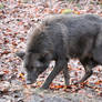 Black wolf walking full body Stock