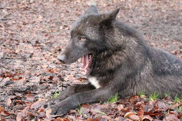 Yawning Black Wolf Stock