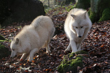 White wolves full Body Stock