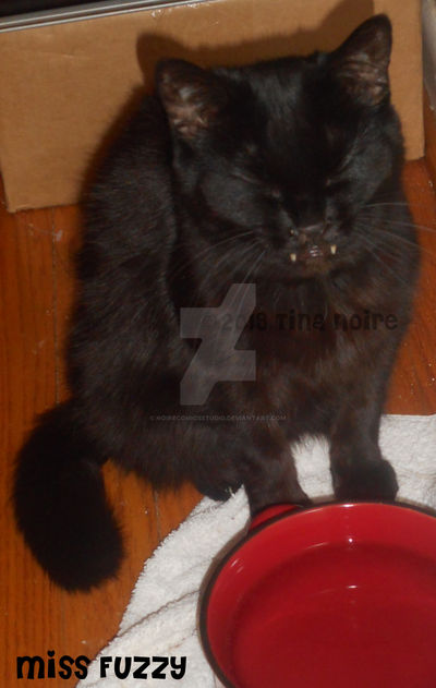 Mis Fuzzy Update on Miss Fuzzy by NoireComicsStudio on DeviantArt