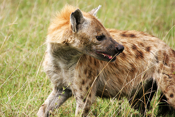 hyena