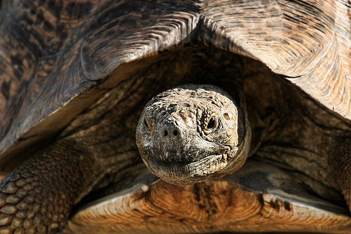 Giant Tortoise