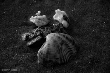 The Shells