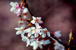 Cherry Blossom Season by Bass4819