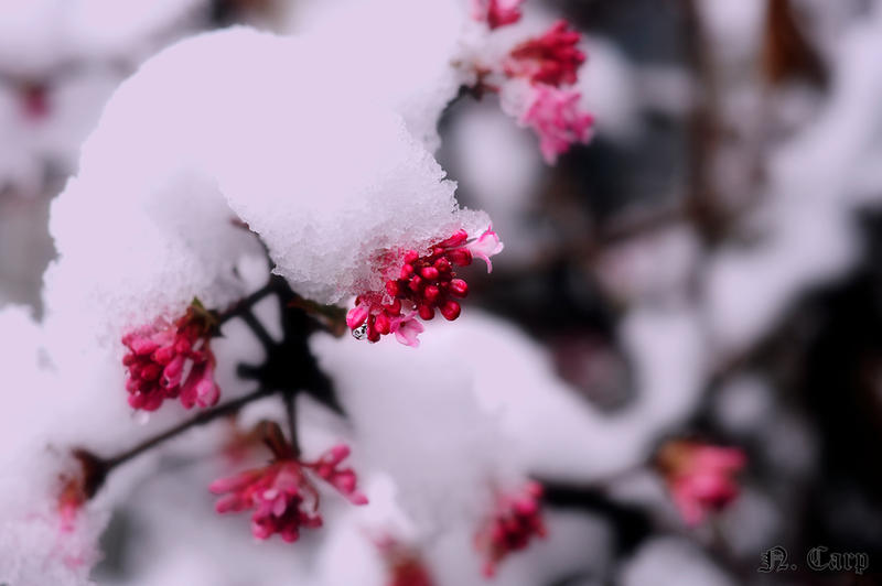 Flower buds in the snow