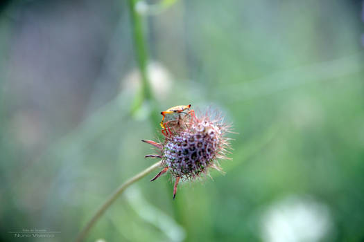 Vida de Insecto