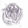 Tiger Head Sketch