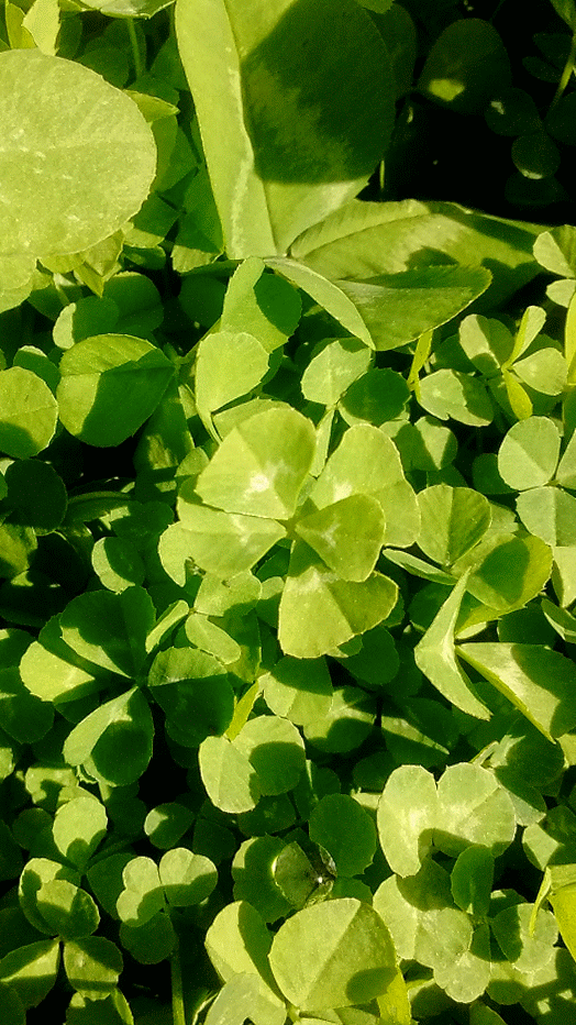 Five Leaf Clover (animated photo set) by MajikkanBeingsUnite on DeviantArt