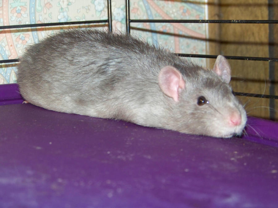 Rocky Ridge Ratties Resting Rattie by Rayselia on DeviantArt