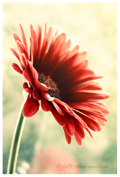 Gerbera7