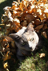 Hiding in the leaves 2