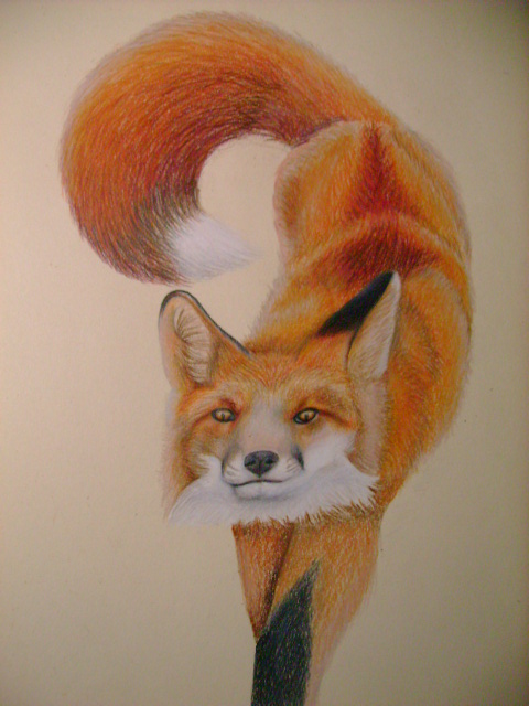 Sly Fox