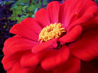 Red flower closeup.