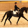 dressage 2