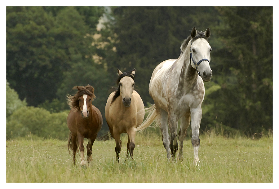 .three musketeers.