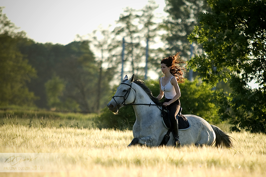 fields of gold 8