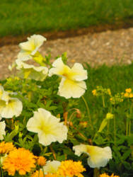 Flowers in the Garden