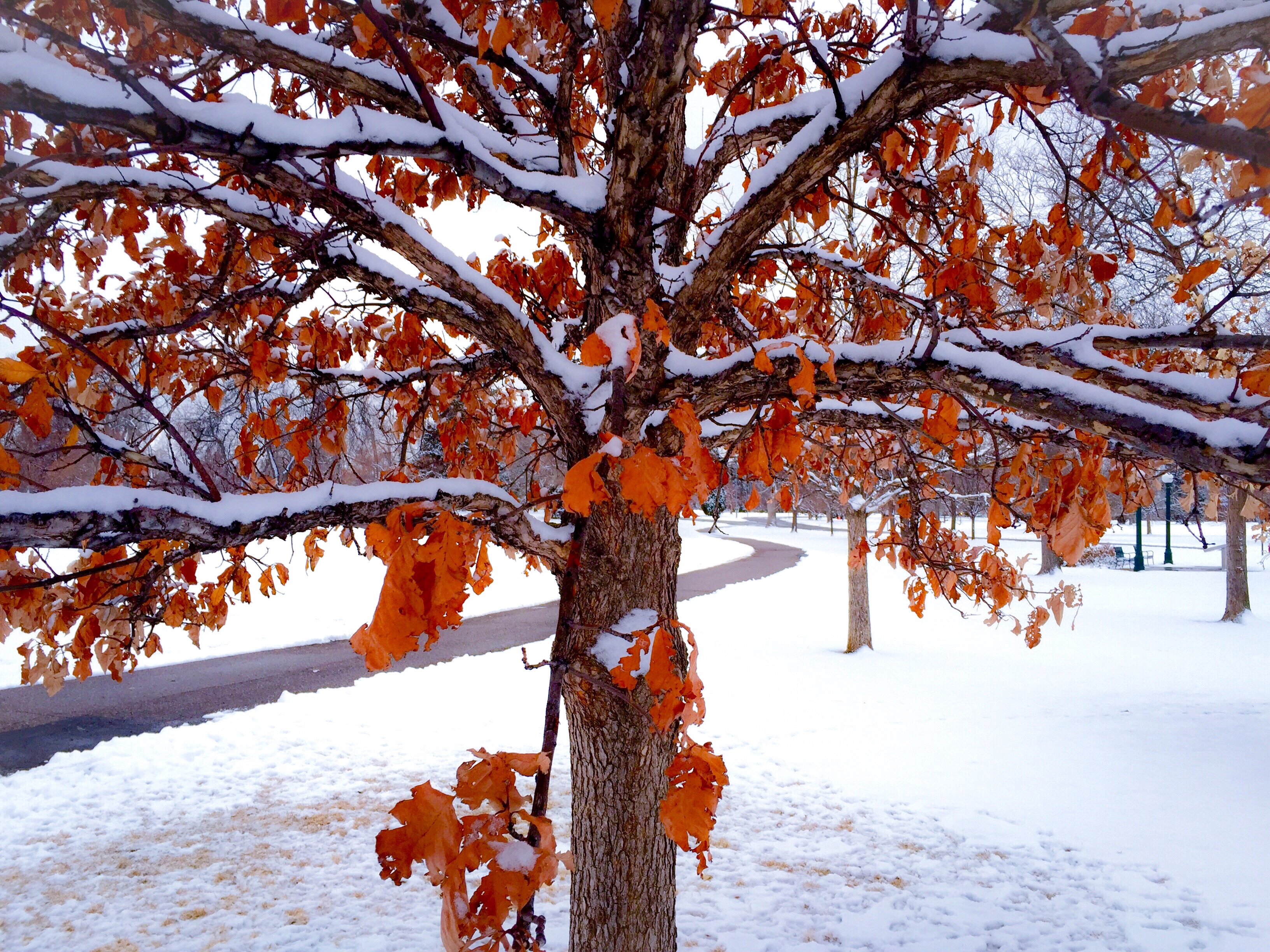 Orange Snow II