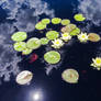 Lilypad Astronomy